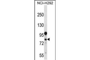 Western blot analysis in NCI-H292 cell line lysates (35ug/lane). (DDX3Y 抗体  (N-Term))