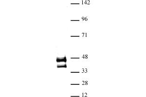 JunD antibody (pAb) tested by Western blot. (JunD 抗体  (N-Term))