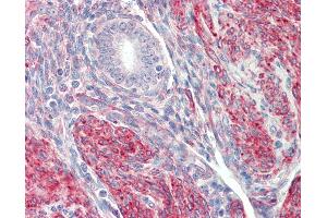 Anti-LMOD1 antibody IHC staining of human uterus. (Leiomodin 1 抗体  (N-Term))