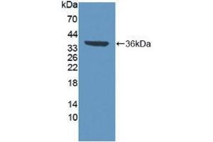 Western blot analysis of recombinant Human VCP. (VCP 抗体  (AA 125-371))