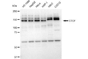 Western blotting analysis using CTCF antibody (ABIN7797950). (Recombinant CTCF 抗体)