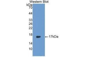 Detection of Recombinant IL17, Rabbit using Monoclonal Antibody to Interleukin 17 (IL17) (IL-17 抗体  (AA 21-153))