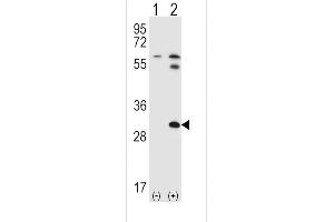 Western Blotting (WB) image for anti-Signal Transducing Adaptor Family Member 1 (STAP1) (AA 41-70), (N-Term) antibody (ABIN5535538)