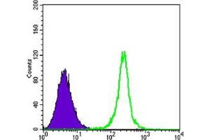 Flow cytometric analysis of K562 cells using SIRT1 mouse mAb (green) and negative control (purple). (SIRT1 抗体)