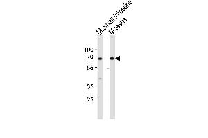 Western blot analysis of lysates from mouse small intestine, mouse testis tissue lysate (from left to right), using Klf4 Antibody (Center) (ABIN6243711 and ABIN6577901). (KLF4 抗体  (AA 321-354))