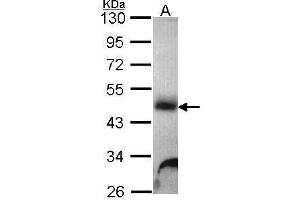 WB Image Sample (30 ug of whole cell lysate) A: Hela 10% SDS PAGE Galactosidase alpha antibody antibody diluted at 1:1000 (GLA 抗体)