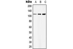 Western blot analysis of Basonuclin expression in HKE293T (A), Raw264.