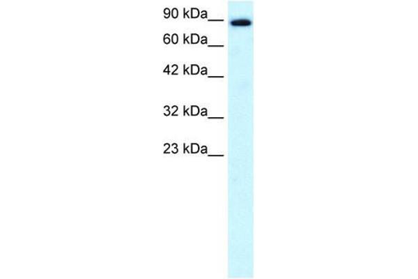 KIF21A 抗体  (N-Term)