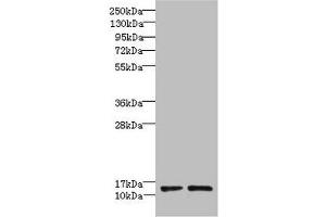 Western blot All lanes: RPP14 antibody at 6 μg/mL Lane 1: Hela whole cell lysate Lane 2: MCF-7 whole cell lysate Secondary Goat polyclonal to rabbit IgG at 1/10000 dilution Predicted band size: 14 kDa Observed band size: 14 kDa (RPP14 抗体  (AA 2-124))