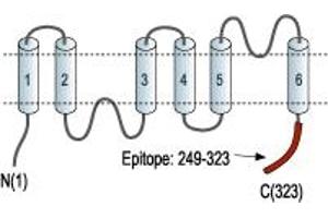 Representative domain view of the target of ABIN7581825.
