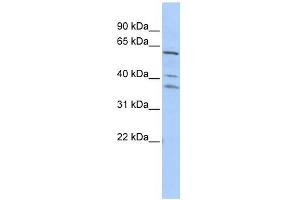 WB Suggested Anti-HRB Antibody Titration:  0. (AGFG1 抗体  (Middle Region))