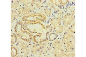 Immunohistochemistry of paraffin-embedded human kidney tissue using ABIN7173297 at dilution of 1:100 (TMEM95 抗体  (AA 17-145))