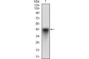 Western blot analysis using SYCP3 mAb against human SYCP3 recombinant protein.