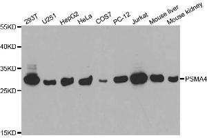 Western blot analysis of extracts of various cell lines, using PSMA4 antibody (ABIN5971344) at 1/1000 dilution. (PSMA4 抗体)