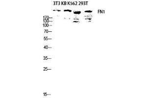 Western Blot (WB) analysis of 3T3 KB K562 293T lysis using FN1 antibody. (Fibronectin 1 抗体  (C-Term))