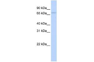 WB Suggested Anti-RBM35B Antibody Titration:  0. (ESRP2 抗体  (N-Term))