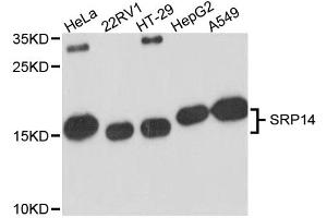 Western blot analysis of extracts of various cell lines, using SRP14 antibody (ABIN6292288) at 1:3000 dilution. (SRP14 抗体)