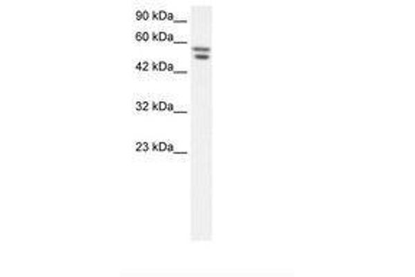 ZNF768 抗体  (AA 57-106)