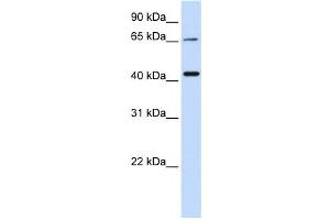 Western Blotting (WB) image for anti-Glutaminyl-Peptide Cyclotransferase-Like (QPCTL) antibody (ABIN2459093)