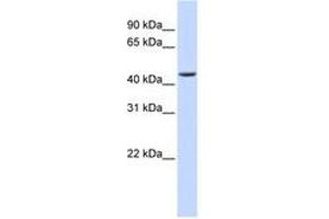 Image no. 1 for anti-ELAC1 (ELAC1) (AA 180-229) antibody (ABIN6740730)