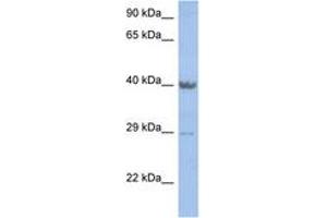 Image no. 1 for anti-Zinc Finger Protein 474 (ZNF474) (AA 251-300) antibody (ABIN6742218) (ZNF474 抗体  (AA 251-300))