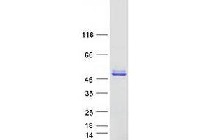 Western Blotting (WB) image for Proline Rich 5 (Renal) (PRR5) (Transcript Variant 2) protein (Myc-DYKDDDDK Tag) (ABIN2729850)