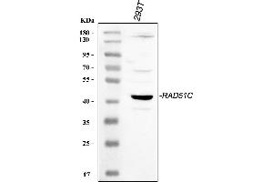 Western blot analysis of Rad51C using anti-Rad51C antibody (ABIN3043564).