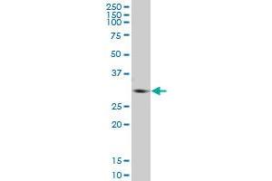 GNMT MaxPab polyclonal antibody. (GNMT 抗体  (AA 1-295))