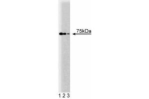 Western blot analysis of LEDGF on a HeLa cell lysate (Human cervical epitheloid carcinoma, ATCC CCL-2. (PSIP1 抗体  (AA 85-188))