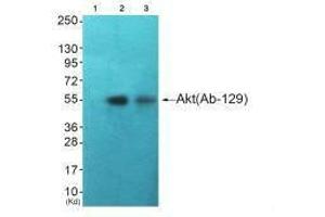 Western blot analysis of extracts from HuvEc cells (Lane 2) and JK cells (Lane 3), using Akt (Ab-129) antiobdy. (AKT1 抗体  (Ser129))