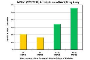 Activity Assay (AcA) image for Muscleblind-like Protein 1 (MBNL1) (Transcript Variant 6) (Active) protein (Myc-DYKDDDDK Tag) (ABIN2725584)