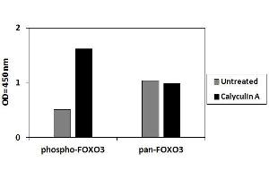 HeLa cells were treated or untreated with Calyculin A. (FOXO3 ELISA 试剂盒)