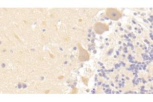 Detection of GABARAPL2 in Human Cerebellum Tissue using Polyclonal Antibody to GABA-A Receptor Associated Protein Like Protein 2 (GABARAPL2)