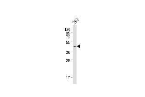 Anti-PRDM12 Antibody at 1:1000 dilution + 293 whole cell lysate Lysates/proteins at 20 μg per lane. (PRDM12 抗体)