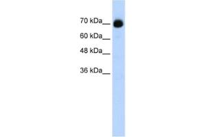 Western Blotting (WB) image for anti-CXXC Finger Protein 1 (CXXC1) antibody (ABIN2461852) (CXXC1 抗体)