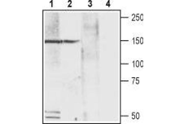 CACNA2D4 抗体  (Extracellular)