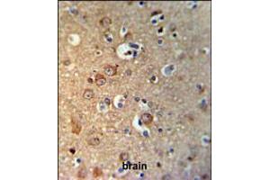 GPHN Antibody IHC analysis in formalin fixed and paraffin embedded brain tissue followed by peroxidase conjugation of the secondary antibody and DAB staining. (Gephyrin 抗体  (AA 437-466))