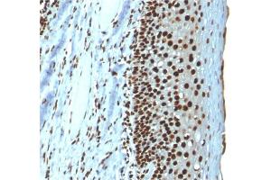 Formalin-fixed, paraffin-embedded human Tonsil stained with Histone H1 Mouse Recombinant Monoclonal Antibody (r1415-1). (Recombinant Histone H1 抗体)