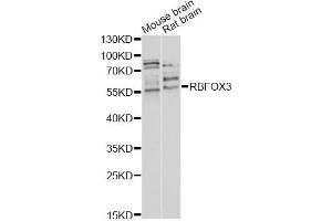 Western blot analysis of extracts of various cell lines, using RBFOX3 antibody (ABIN5970347) at 1/1000 dilution. (NeuN 抗体)