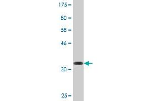 Western Blot detection against Immunogen (36. (Regucalcin 抗体  (AA 200-299))