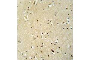 Immunohistochemistry analysis in formalin fixed and paraffin embedded human brain tissue reacted with Neugrin Antibody (C-term) followed by peroxidase conjugation of the secondary antibody and DAB staining. (NGRN 抗体  (C-Term))