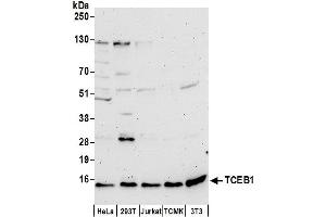Western Blotting (WB) image for anti-Transcription Elongation Factor B (SIII), Polypeptide 1 (15kDa, Elongin C) (TCEB1) (AA 1-50) antibody (ABIN7453544)