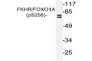 Western blot (WB) analysis of p-FKHR/FOXO1A antibody in extracts from NIH/3T3 cells (FOXO1 抗体  (pSer256))