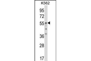 ODC1 Antibody (C-term) (ABIN657948 and ABIN2846892) western blot analysis in K562 cell line lysates (35 μg/lane).