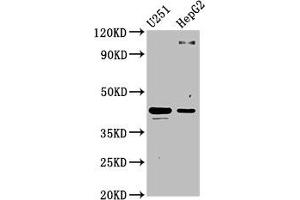 Western Blot Positive WB detected in: U251 whole cell lysate, HepG2 whole cell lysate All lanes: C1GALT1 antibody at 4. (C1GALT1 抗体  (AA 34-143))