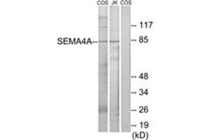 Western blot analysis of extracts from COS7/Jurkat cells, using SEMA4A Antibody. (Sema4a 抗体  (AA 501-550))