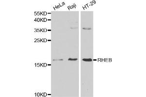 Western blot analysis of extracts of various cell lines, using RHEB antibody (ABIN5970511) at 1/1000 dilution. (RHEB 抗体)