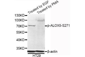 Western blot analysis of extracts of HT-29 cells, using Phospho-ALOX5-S271 antibody (ABIN5995612) at 1/1000 dilution. (ALOX5 抗体  (pSer271))
