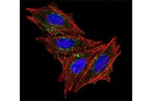 Immunofluorescence (IF) image for anti-CD63 (CD63) antibody (ABIN3026282)