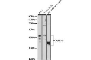 Western blot analysis of extracts of various cell lines, using  antibody (ABIN6133085, ABIN6136806, ABIN6136807 and ABIN6215376) at 1:1000 dilution. (ALKBH5 抗体  (AA 245-394))